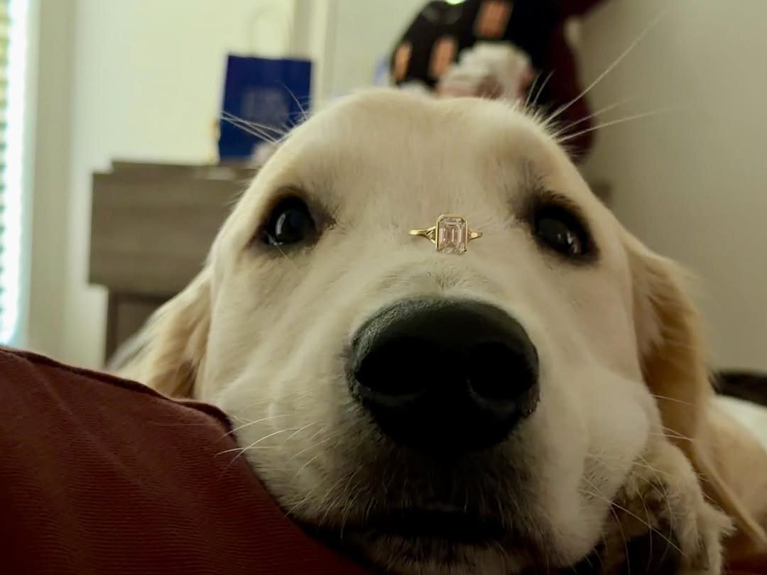 Golden retriever with a diamond engagement ring balanced on its nose in a home.