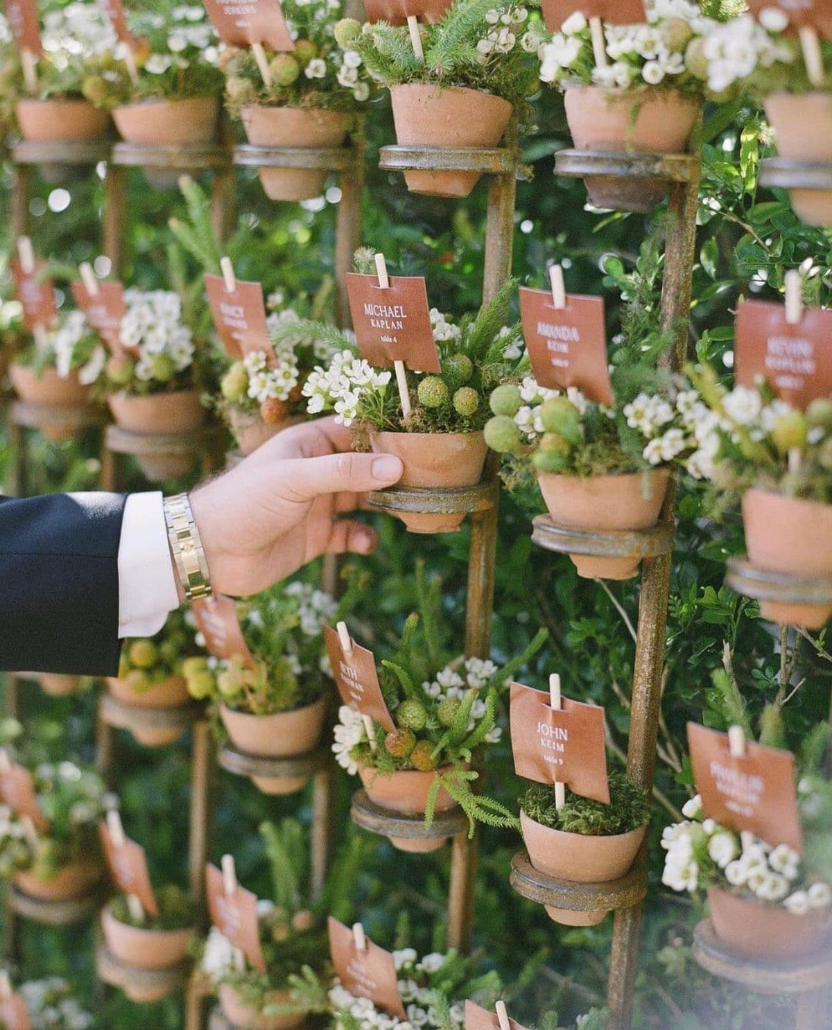 Small potted plants with name tags arranged on a rustic metal display rack.